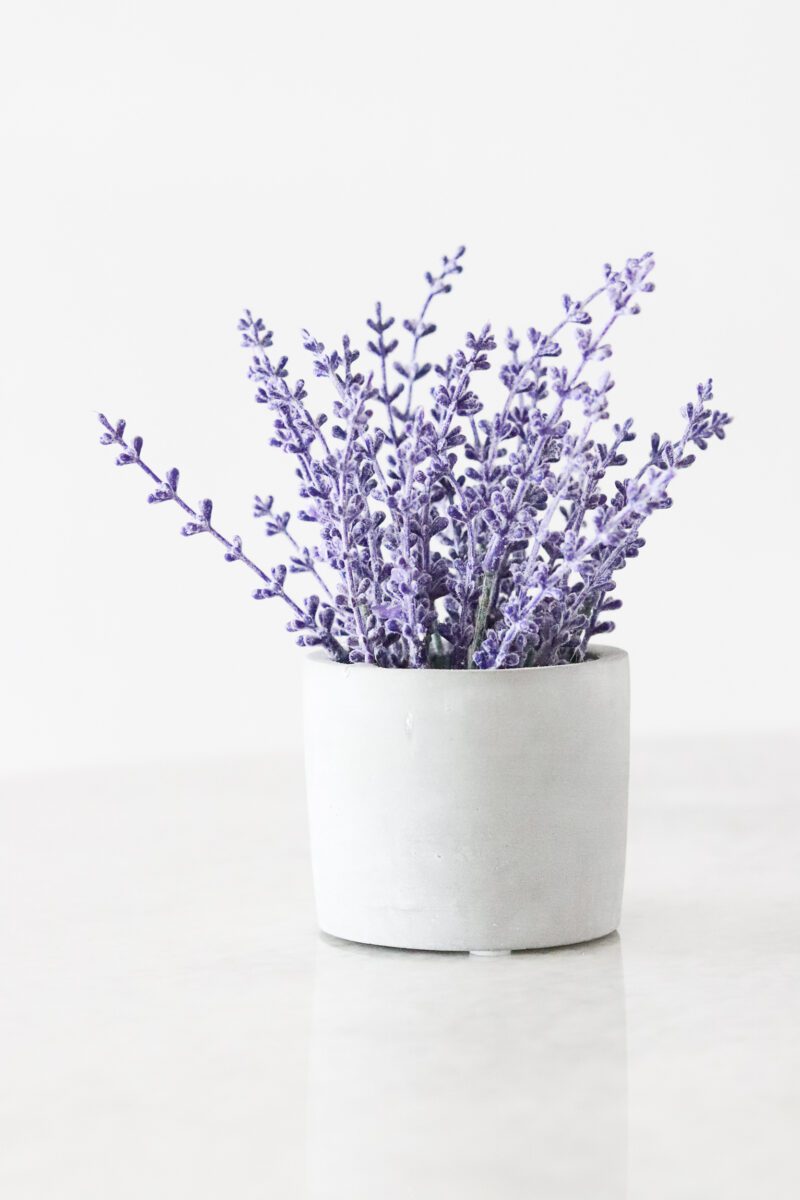 Is Lavender Good For You?